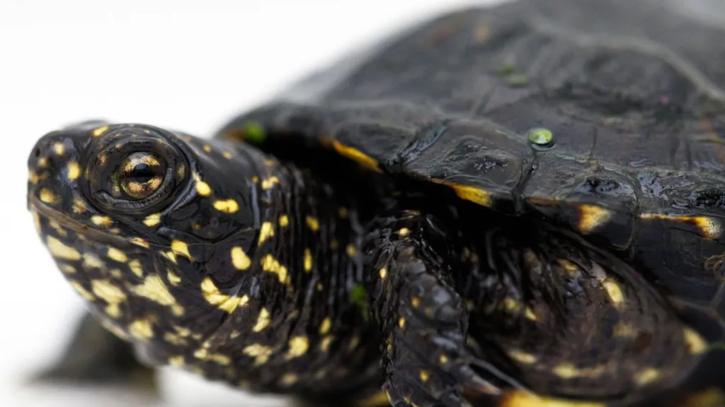 carne ilegal supermercado chino