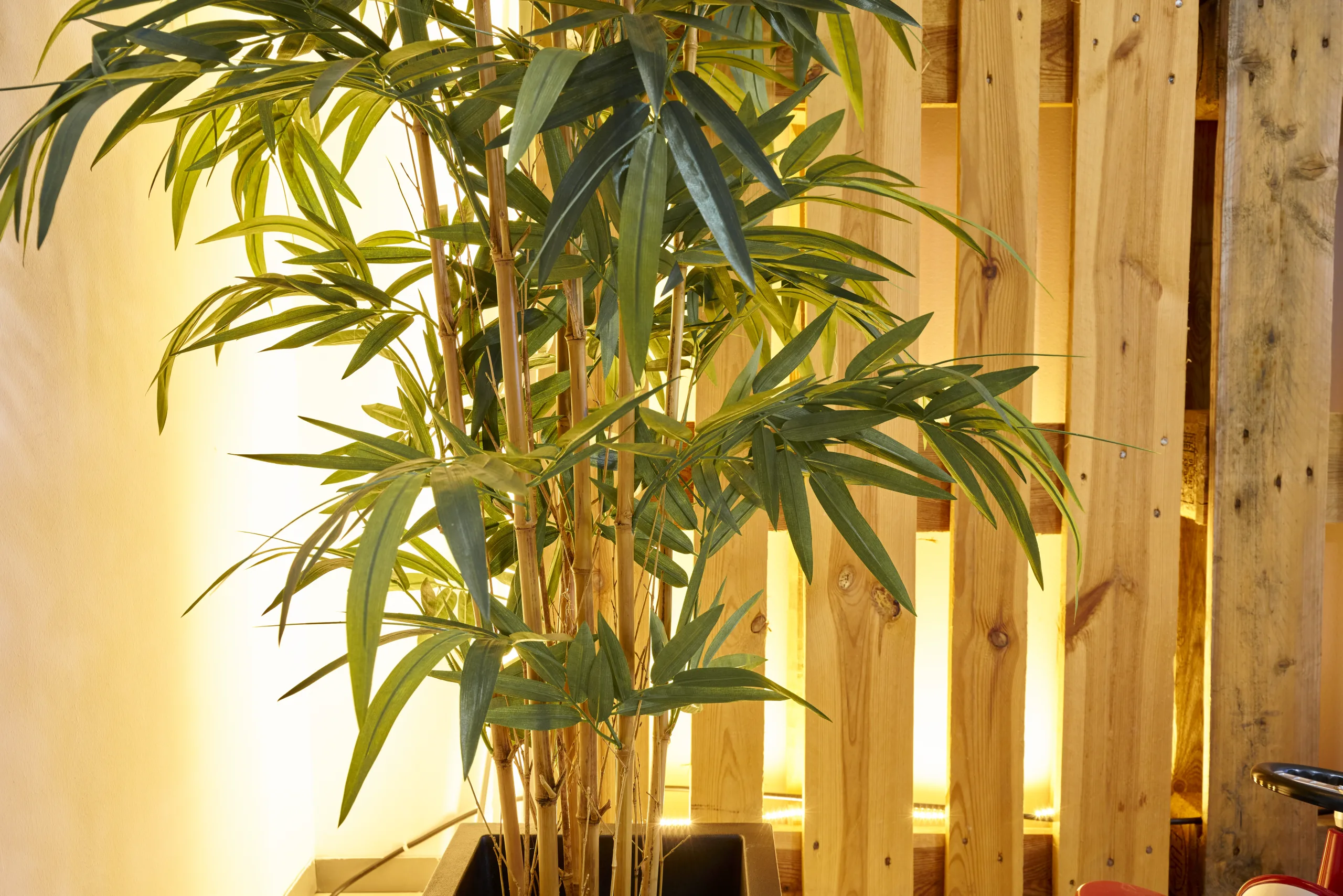 Close Up View Of Beauty Nature Plant Bamboo Cultivated And Planted In A Pot