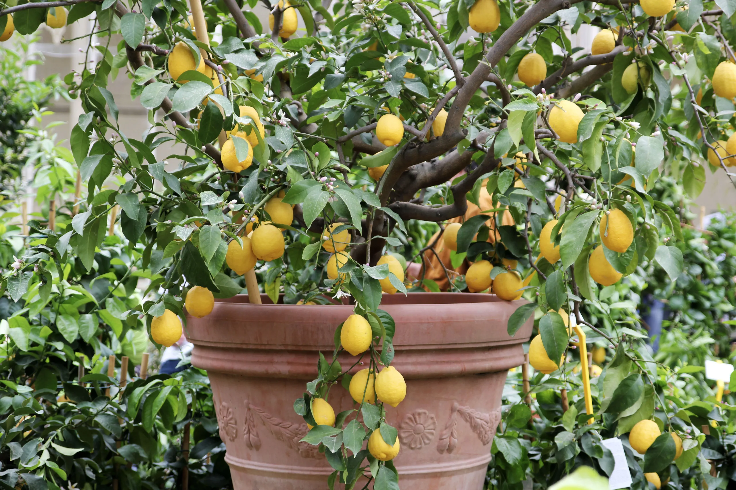 Lemon Tree.
