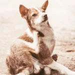 Desparasitante para perro