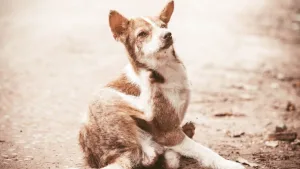 Desparasitante para perro