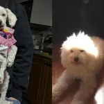Blanca