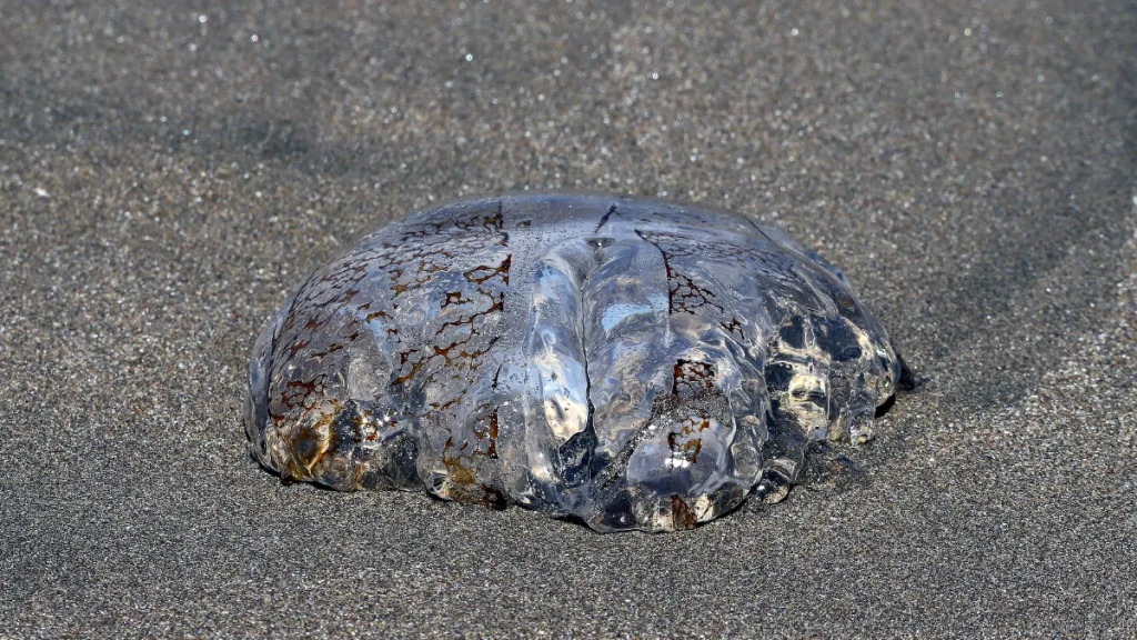 Portada Pudahuel (20)