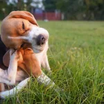 Parásitos en cachorros