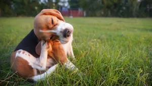 Parásitos en cachorros