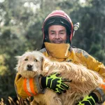 Mascotas incendios