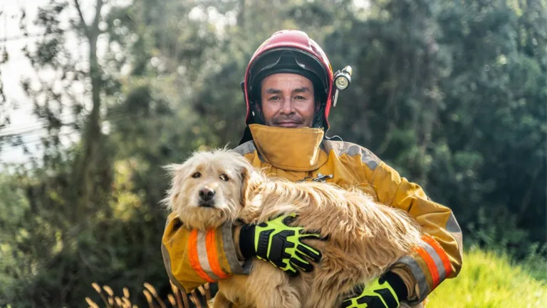 Mascotas incendios