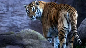 Zoologico