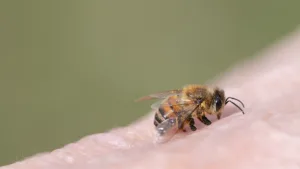 Abeja