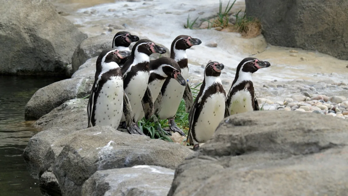Para Aumentar Su Protección El Pingüino De Humboldt Es Declarado Monumento Nacional En Chile (1)