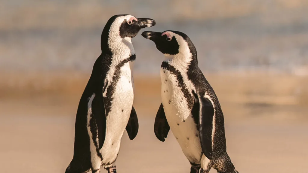 Para Aumentar Su Protección El Pingüino De Humboldt Es Declarado Monumento Nacional En Chile