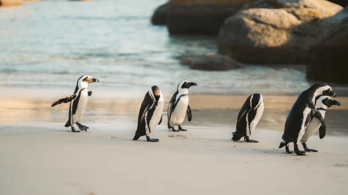 Para Aumentar Su Protección El Pingüino De Humboldt Es Declarado Monumento Nacional En Chile (2)