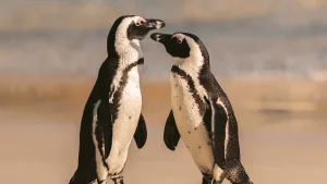 Para Aumentar Su Protección El Pingüino De Humboldt Es Declarado Monumento Nacional En Chile