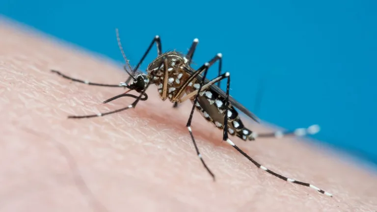Dengue