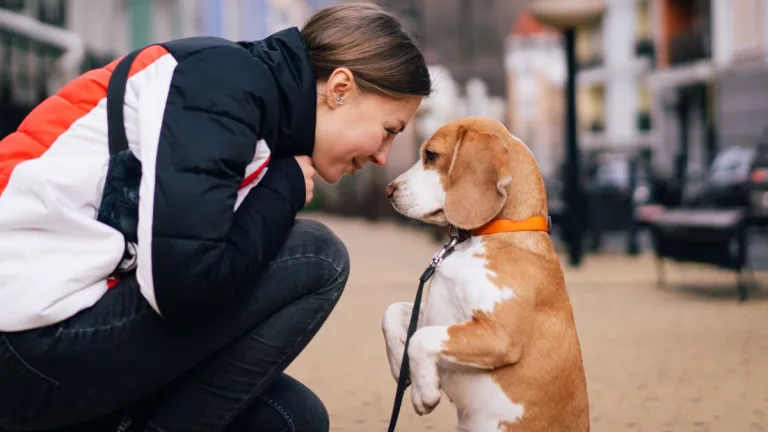 Adopción de mascotas
