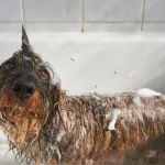 Bañar mascotas