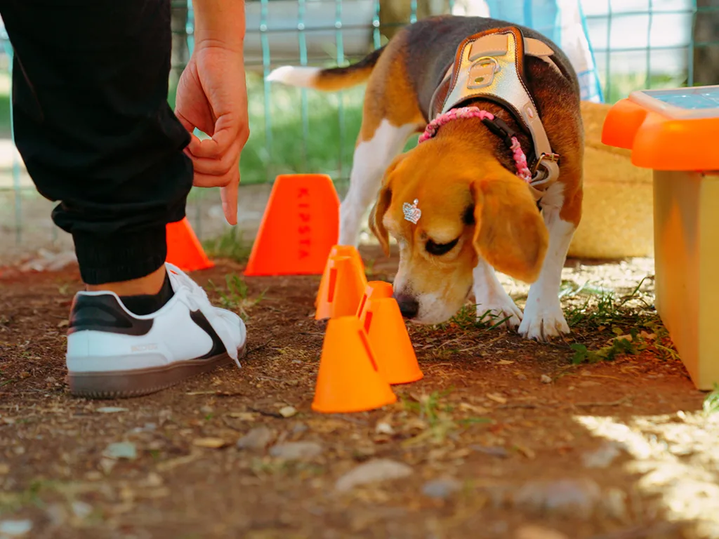 GuauFest es un panorama para tus perros