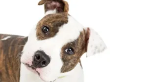 Perro Cabeza De Lado