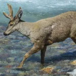 Huemul accidentes