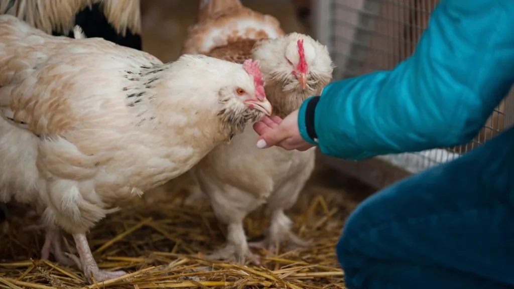 Gripe Aviar En Chile