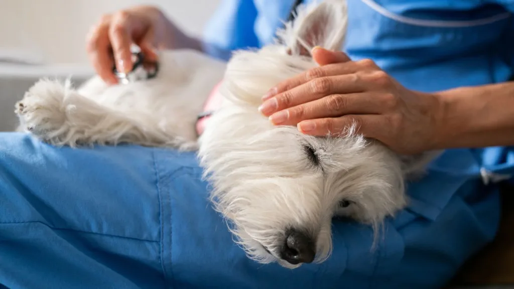 Mascota Permiso Laboral Por Muerte