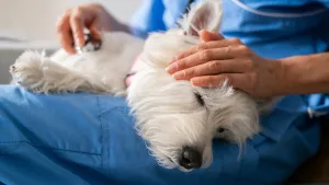 Mascota Permiso Laboral Por Muerte
