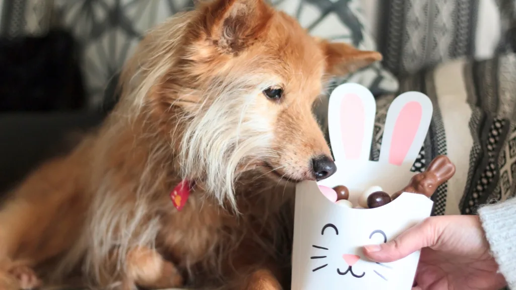 Semana Santa ¿Qué Hacer Si Tu Perro O Gato Comen Chocolate Por Accidente