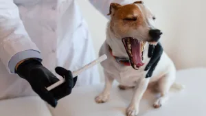 Perros Tos
