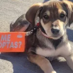Adopción Animal Abandono