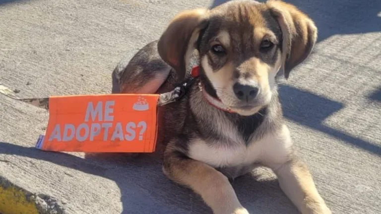 Adopción Animal Abandono