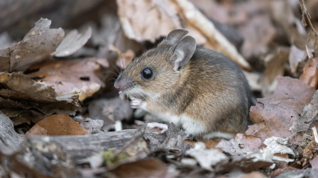 Hantavirus