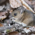 Hantavirus