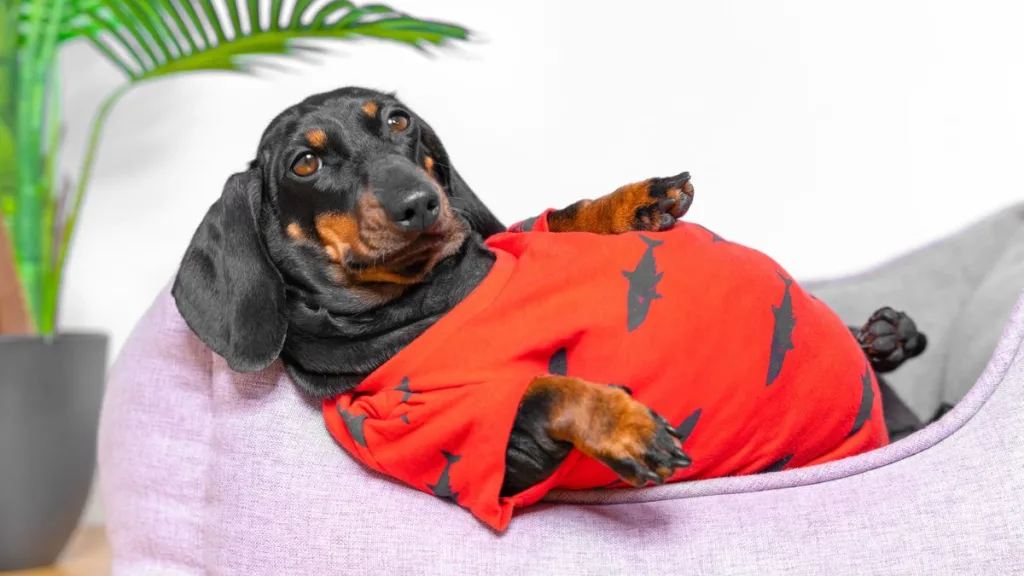 Mascota Sobrepeso