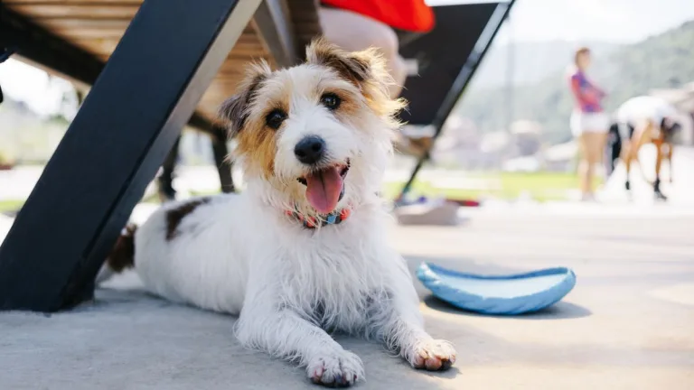 ¿Cuáles son los perros más comunes en Chile? El Registro de Mascotas revela el inesperado ranking nacional