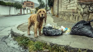 Animales Perros Lluvias Albergues