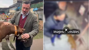 Golpes A Perro En Ñuñoa Maltrato Animal Sebastian Sichel Demanda Agresor