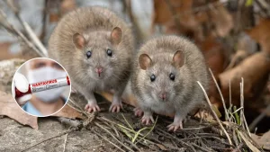 Hantavirus En Chile Vacuna
