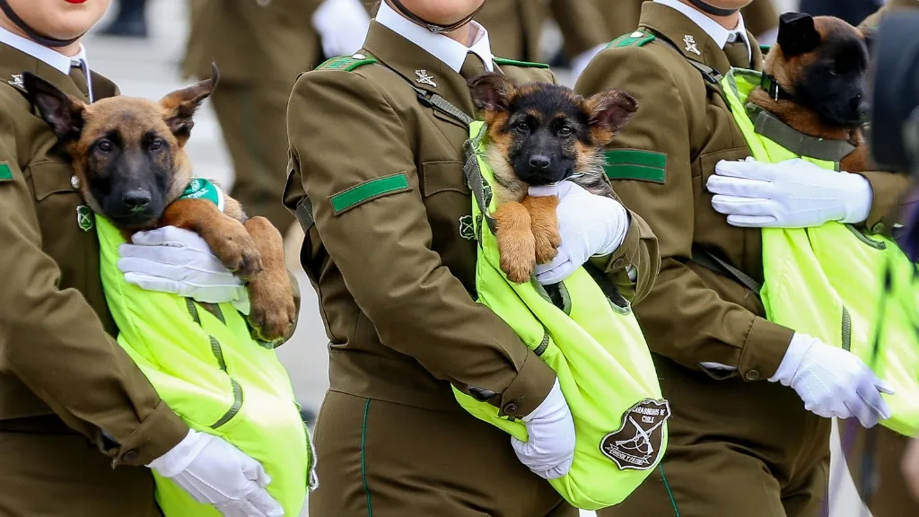Parada Militar 2026 Perritos De Carabineros Se Robaron Las Miradas, Pero Su Poco Tiempo En Pantalla Generó Críticas (1)
