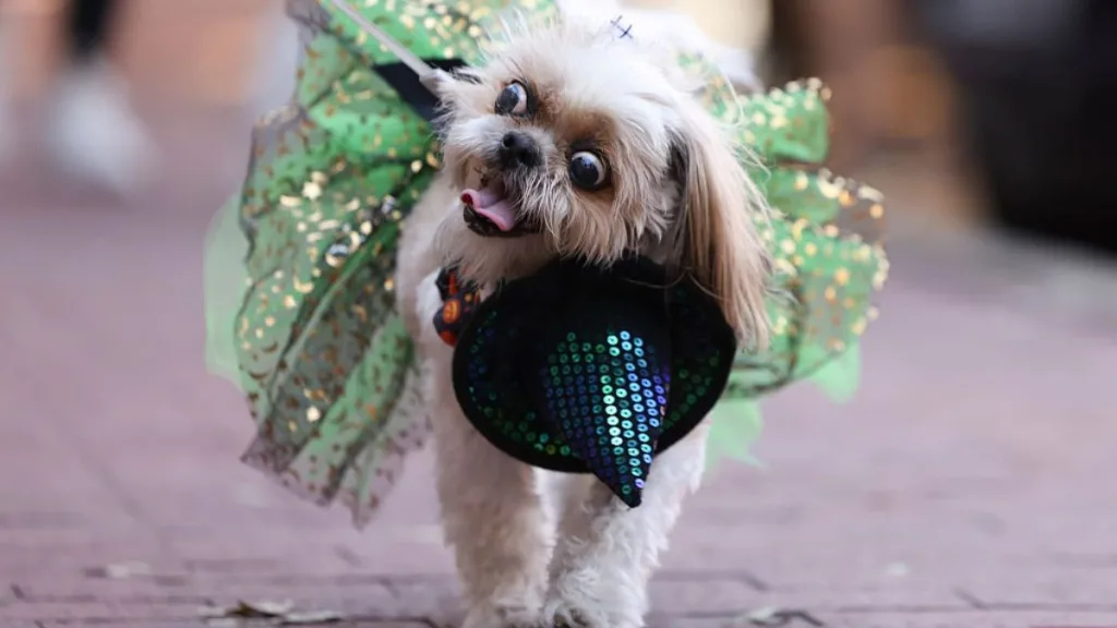 Mascotas Halloween